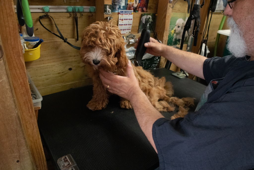 elegant-dog-trim